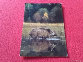 Postales: POSTAL POST CARD CARTE POSTALE JABALÍ EN EL AGUA SUS SCROFA WILD BOAR FAUNA ANIMALES..SANGLIER VER